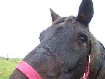 07WinterCopyrightYahdi01