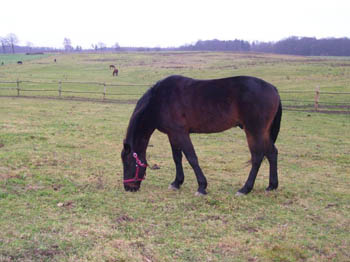 07WinterCopyrightYahdi06