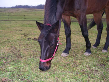 07WinterCopyrightYahdi07