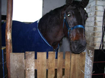 07WinterCopyrightYahdi12