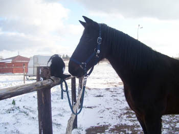 07WinterCopyrightYahdi18