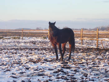 07WinterCopyrightYahdi19