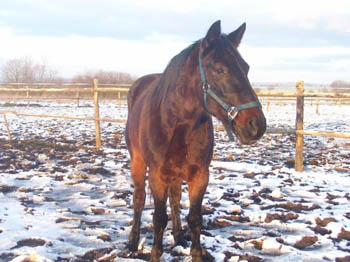 07WinterCopyrightYahdi21