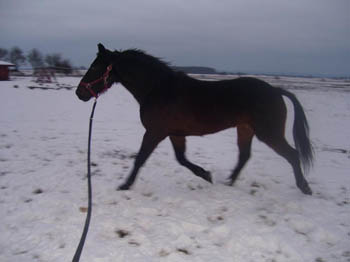 07WinterCopyrightYahdi23