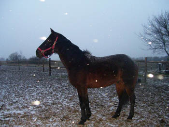 07WinterCopyrightYahdi24