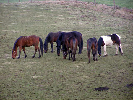 08_02bTORDIS_Trotters