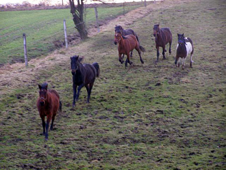 08_02cTORDIS_Trotters