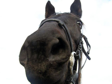 08_02gTORDIS_Trotters