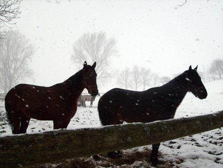 08_03_TORDIS_Easter14