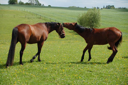 2006FruehlingCopyright#1102