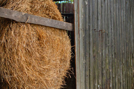 2006FruehlingCopyright#1103