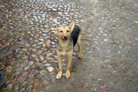 2006FruehlingCopyright#1109