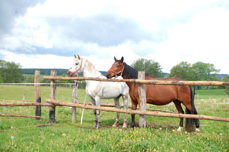 2006FruehlingCopyright#1113