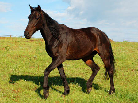 2006FruehlingCopyrights#796