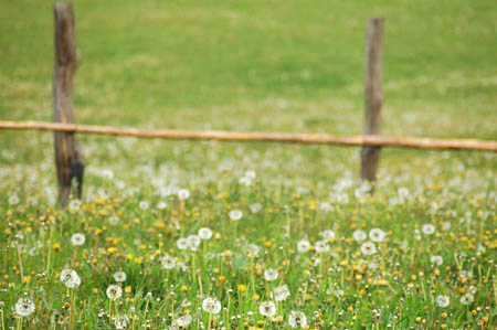 2006FruehlingCopyrights#7CC