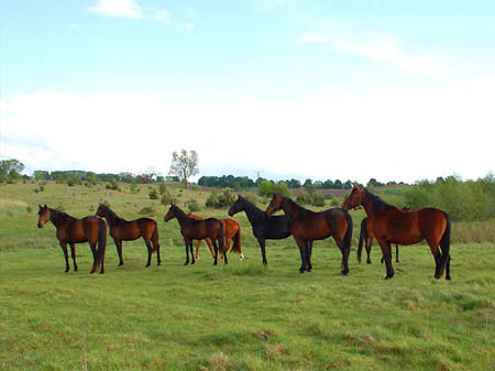 2006FruehlingCopyrights#7D0