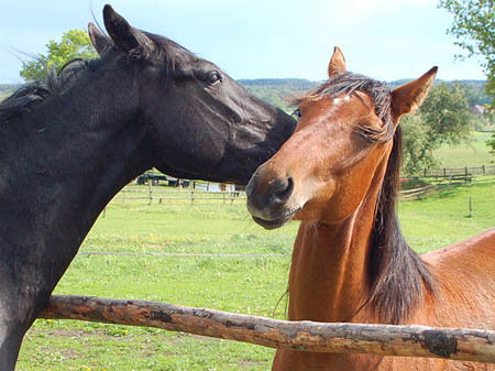 2006FruehlingCopyrights#961