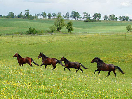 2006FruehlingCopyrights#963