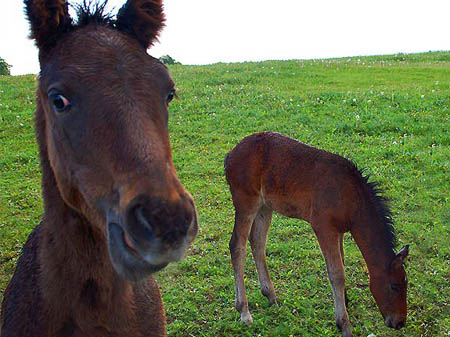 2006FruehlingCopyrights#967