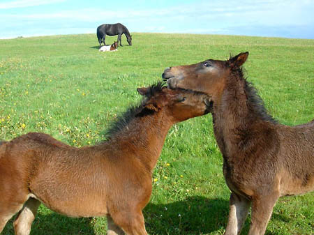 2006FruehlingCopyrights#968