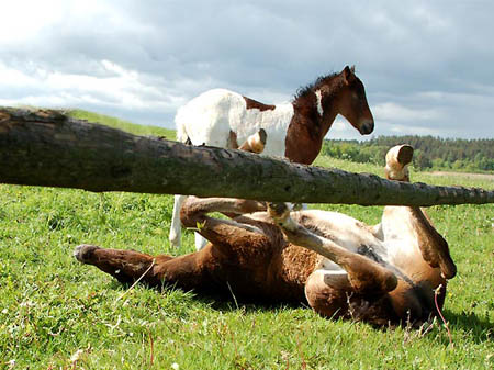 2006FruehlingCopyrights#969