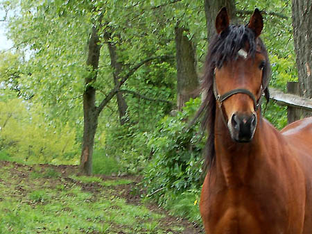 2006FruehlingCopyrights#96B