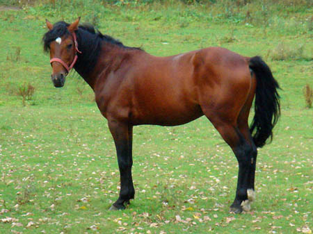 2006FruehlingCopyrights#96C