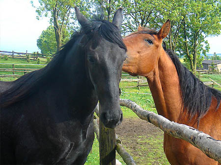 2006FruehlingCopyrights#96D