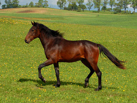 2006FruehlingCopyrights#96F