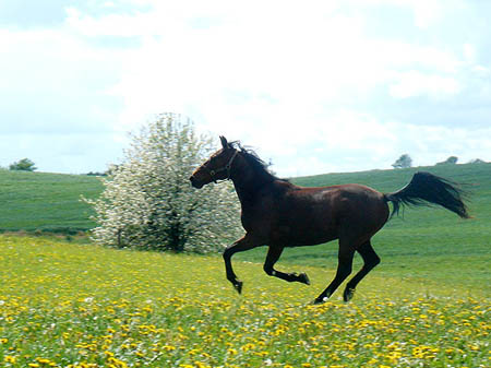 2006FruehlingCopyrights#974