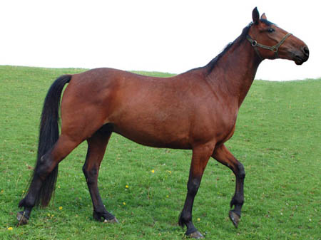 2006FruehlingCopyrights#975