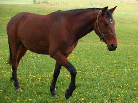 2006FruehlingCopyrights#977