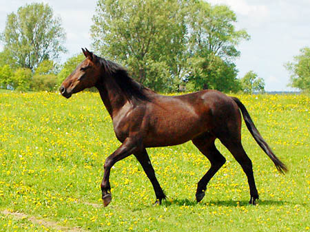 2006FruehlingCopyrights#979