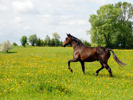 2006FruehlingCopyrights#97A