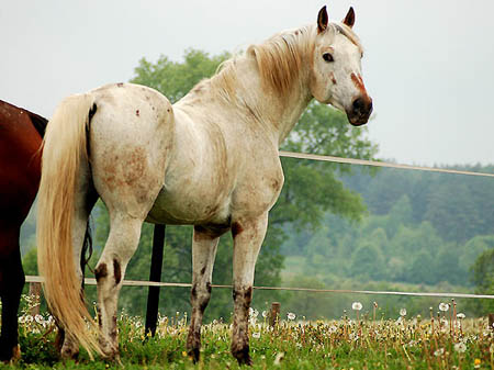 2006FruehlingCopyrights#A4E