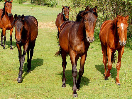 2006FruehlingCopyrights#A51