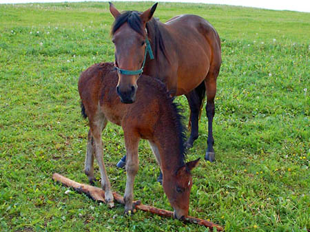 2006FruehlingCopyrights#A53