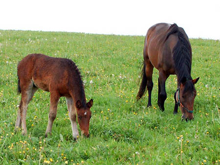 2006FruehlingCopyrights#A55