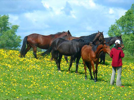 2006FruehlingCopyrights#C87