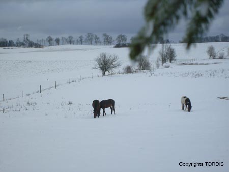 2009_01_Tordis_Pferde