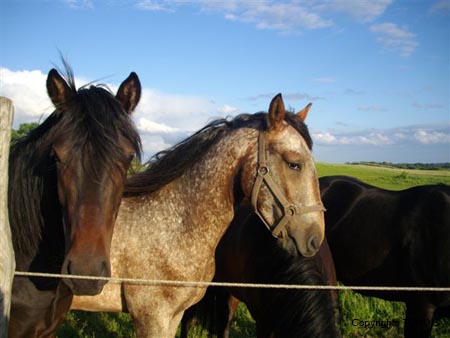 2009_06_Tordis_Caesar2