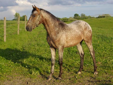 2009_06_Tordis_Cesar