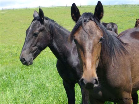 2009_06_Tordis_Diabl#7C974C