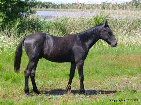 2009_06_Tordis_Diablo