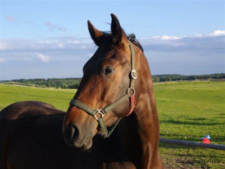 2009_06_Tordis_Kajtek