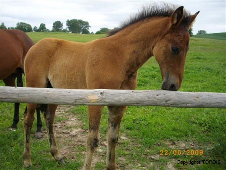 2009_06_Tordis_Viola#7C9826