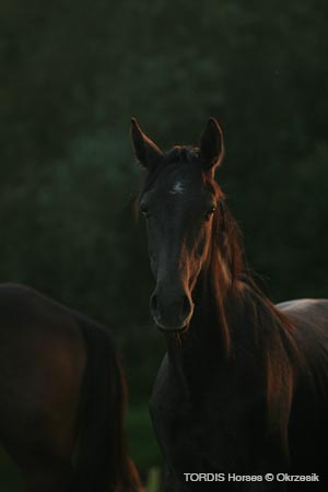 2009_08_Tordis_Horses001