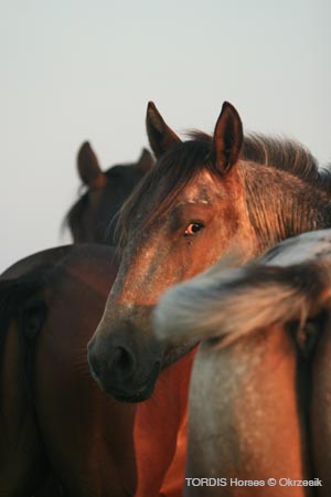 2009_08_Tordis_Horses002