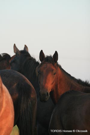 2009_08_Tordis_Horses003