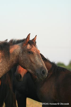 2009_08_Tordis_Horses004